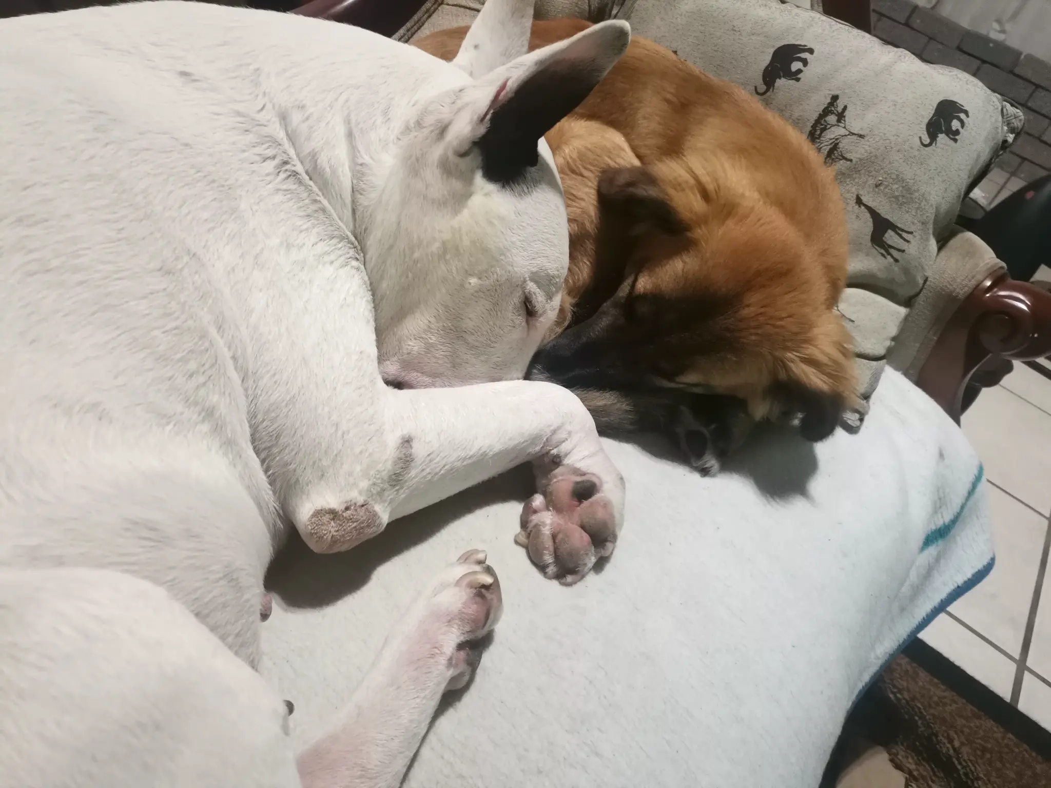 Cape Town Classic Restorations